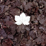 Esdoornblad  wit gebleekt